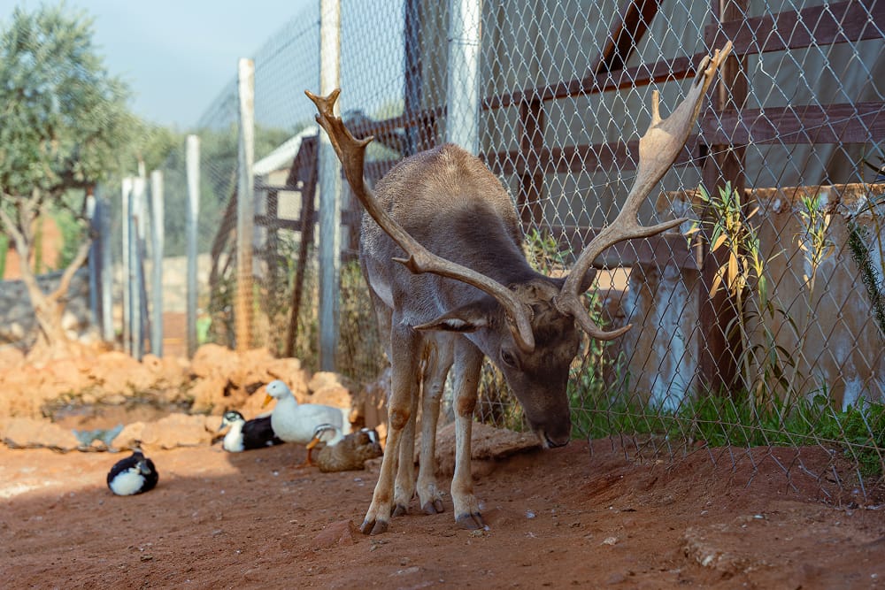 Deer in the mini zoo at Bait Shaker