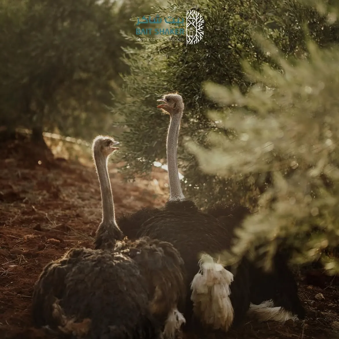 An ostrich among the oak trees at Bait Shaker's mini zoo