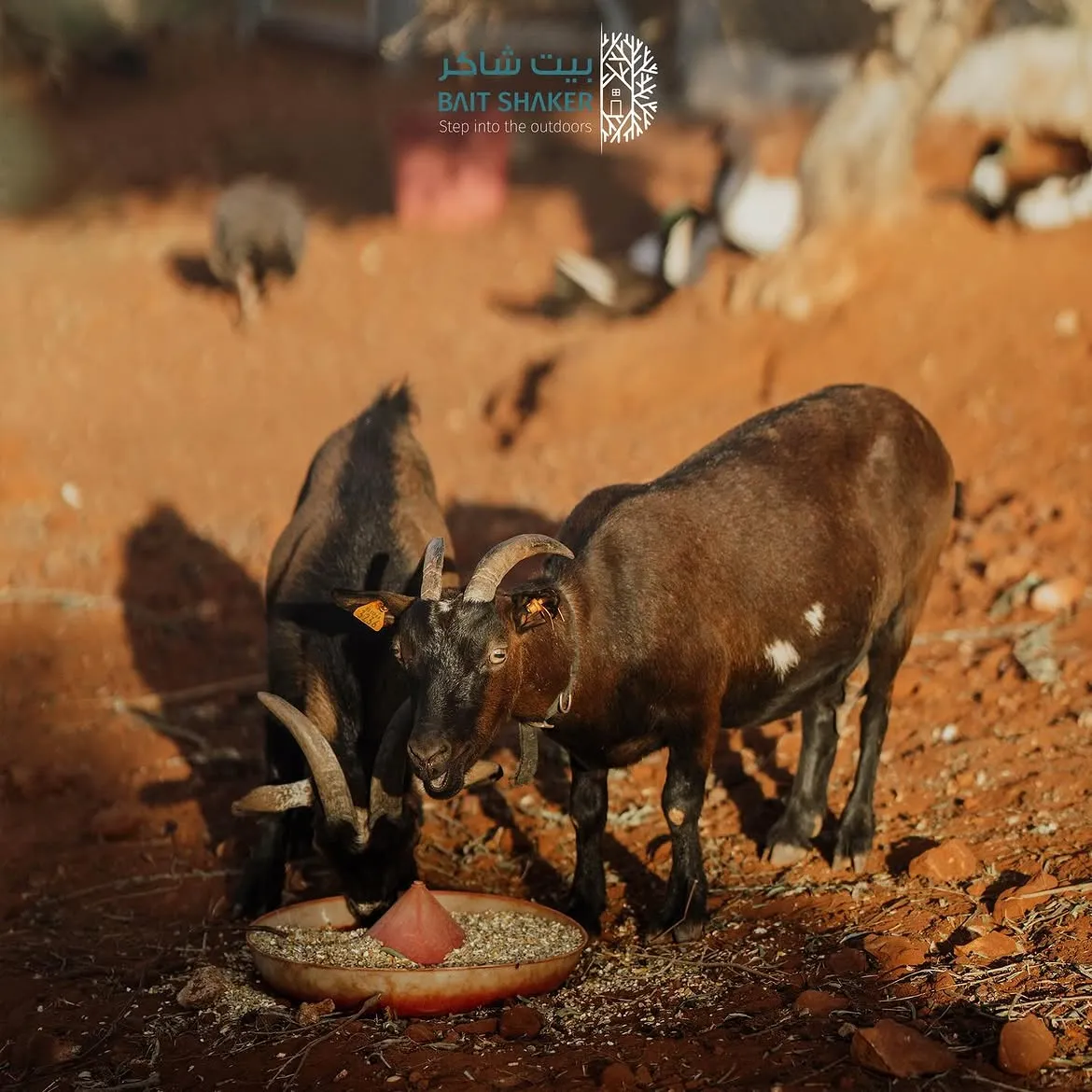 Goats being fed at the Bait Shaker mini zoo near Amman